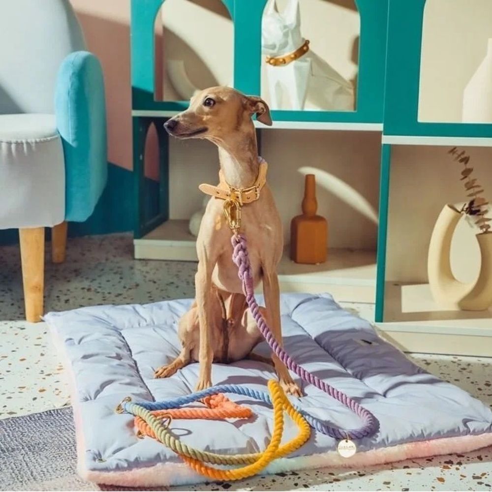 🌷NEW ARRIVAL🌷Lollipop Molly Collar